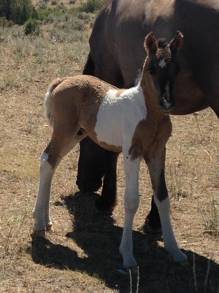 dun tobiano curly colt